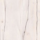 Таксония светлая