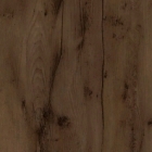 Таксония шоколадная