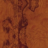 Оливковое дерево